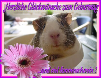 Schweinchenkarte 14