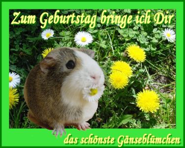 Schweinchenkarte 17