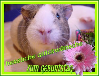 Schweinchenkarte 19