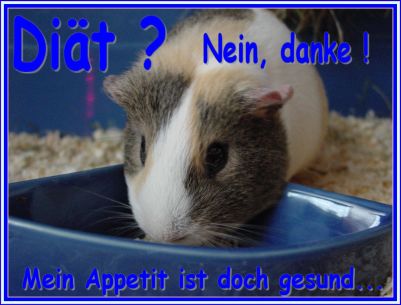 Schweinchenkarte 4