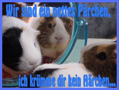 Schweinchenkarte 8