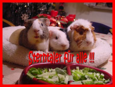 Weihnachtskarte 37